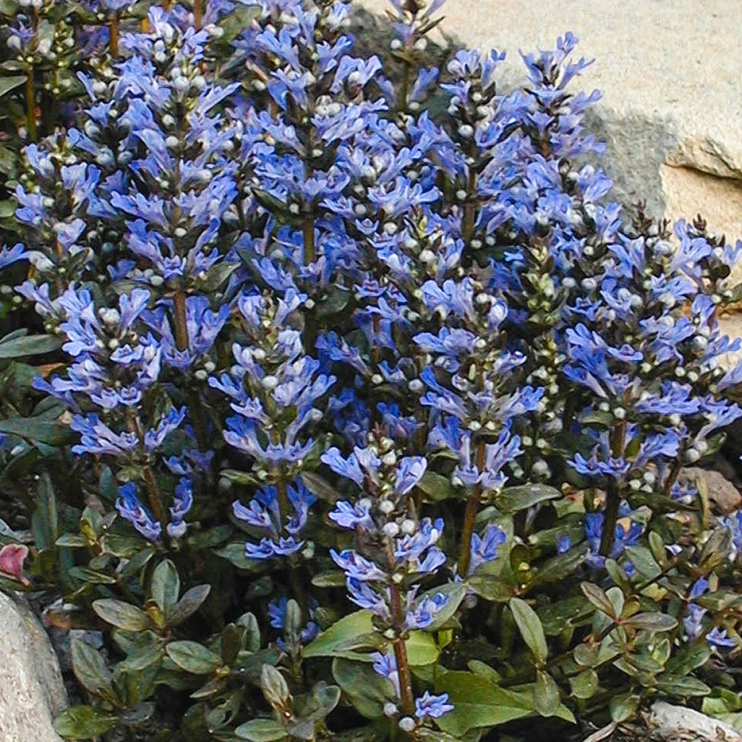 Ajuga Chocolate Chip
