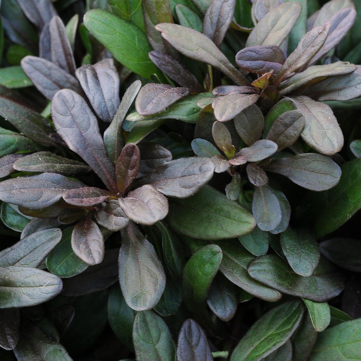Ajuga Chocolate Chip