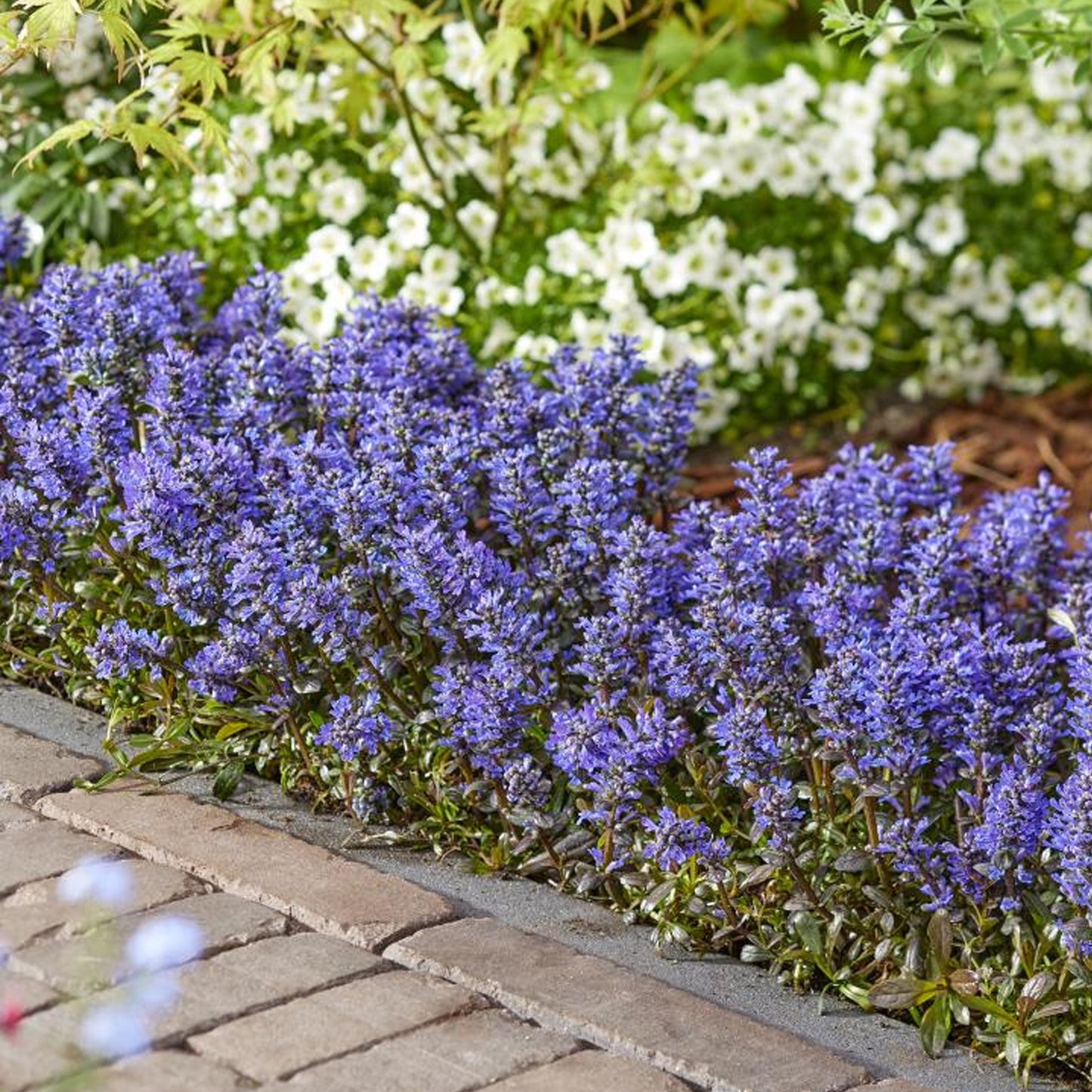 Ajuga Noble Nightingale