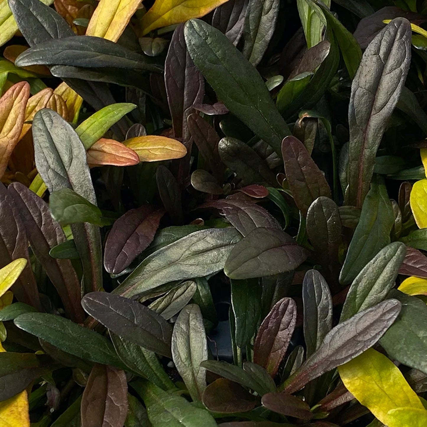 Ajuga Noble Nightingale