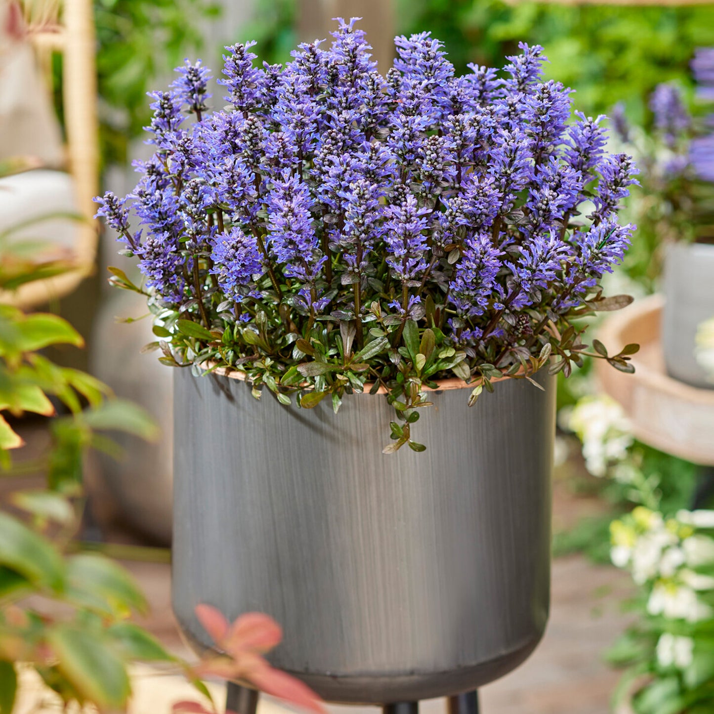 Ajuga Noble Nightingale