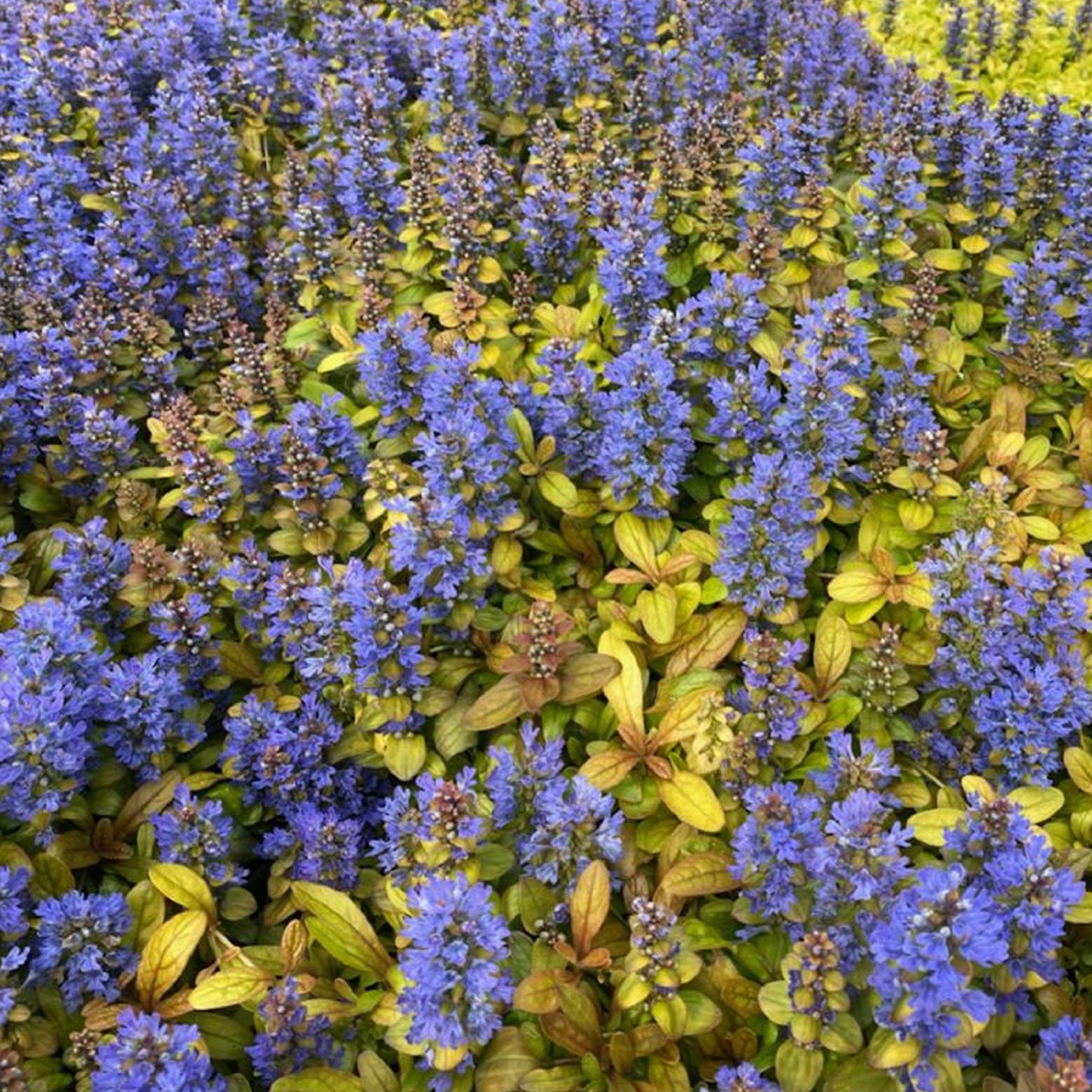 Ajuga Petite Parakeet