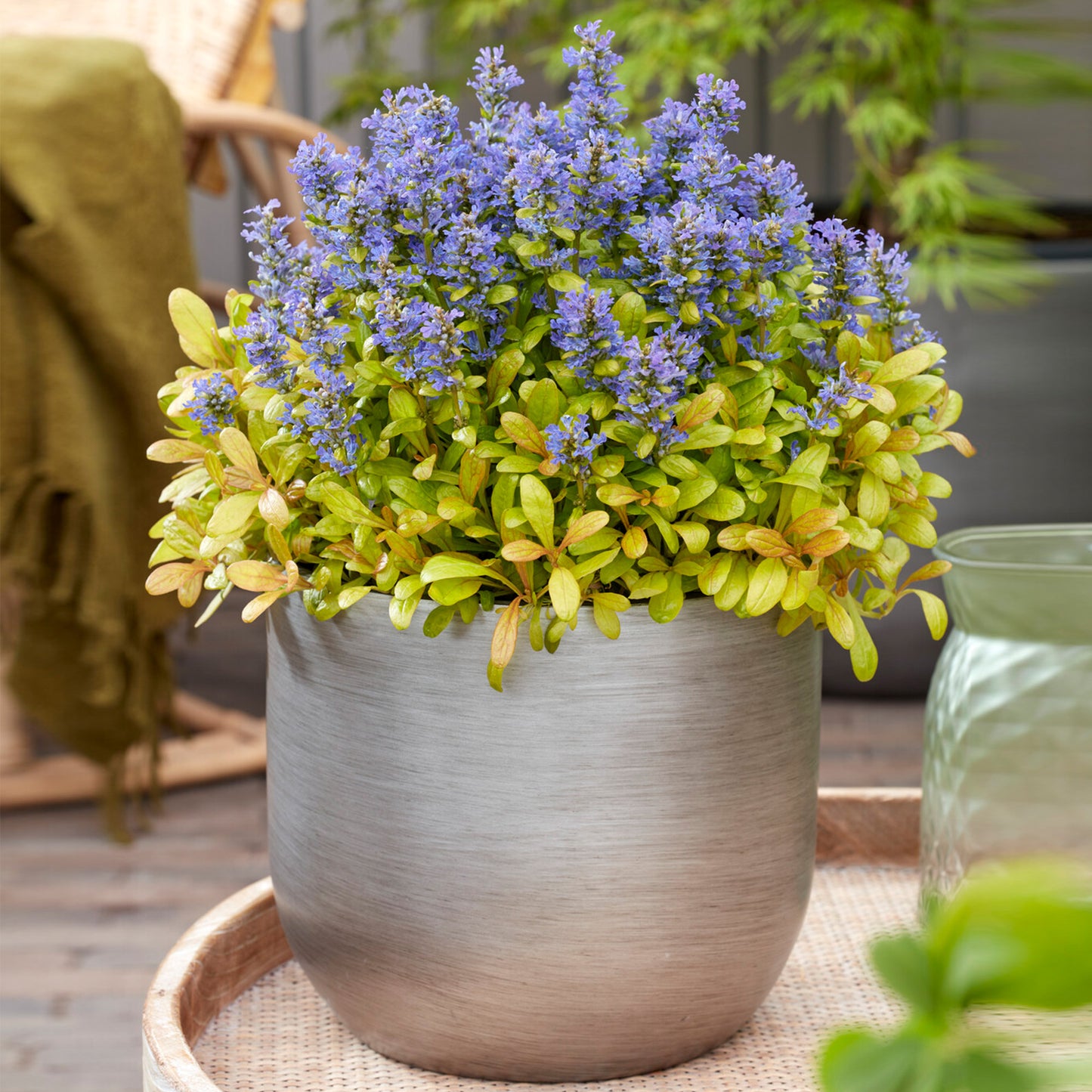 Ajuga Petite Parakeet