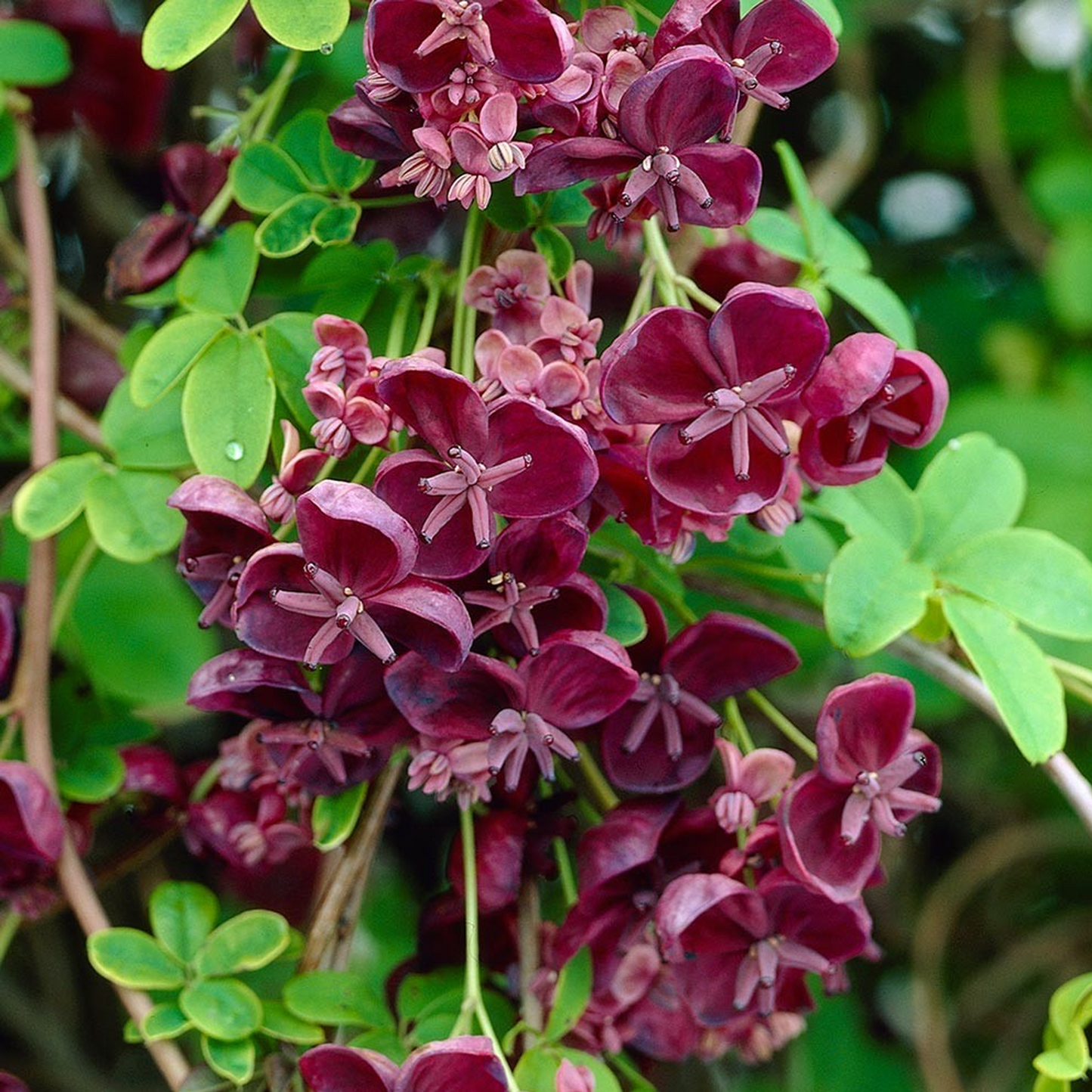 Akebia Quinata (9cm)