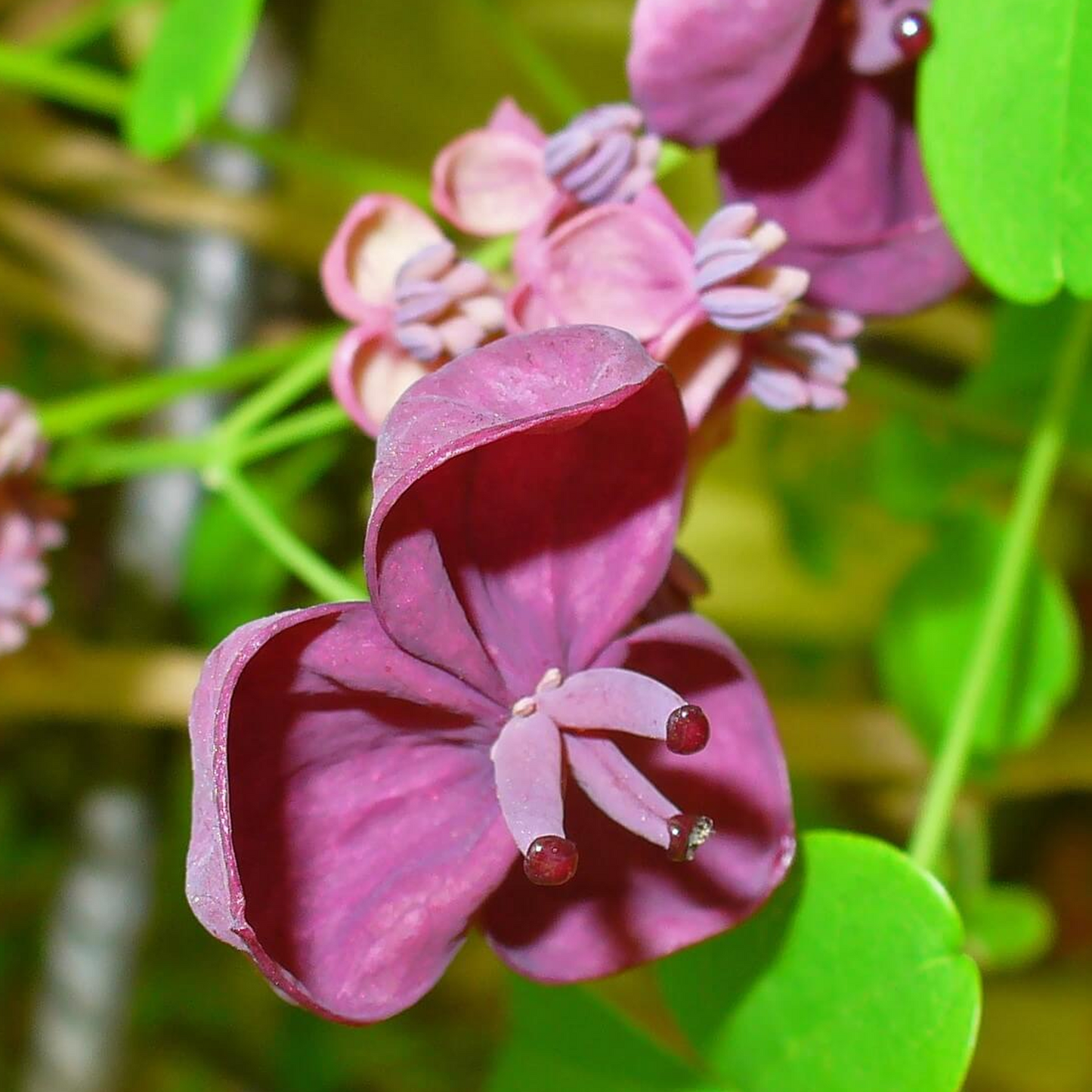 Akebia Quinata (9cm)