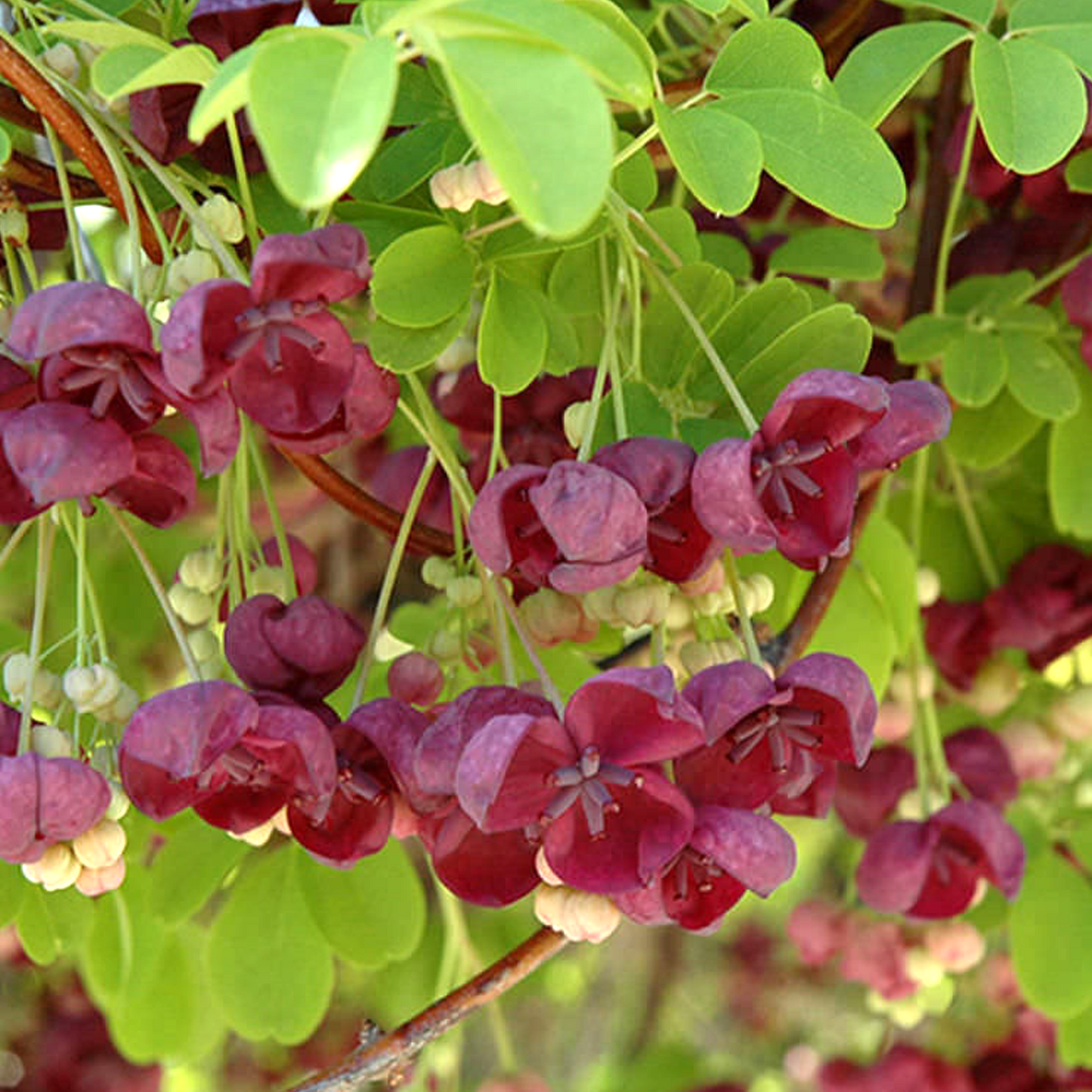 Akebia Quinata (9cm)