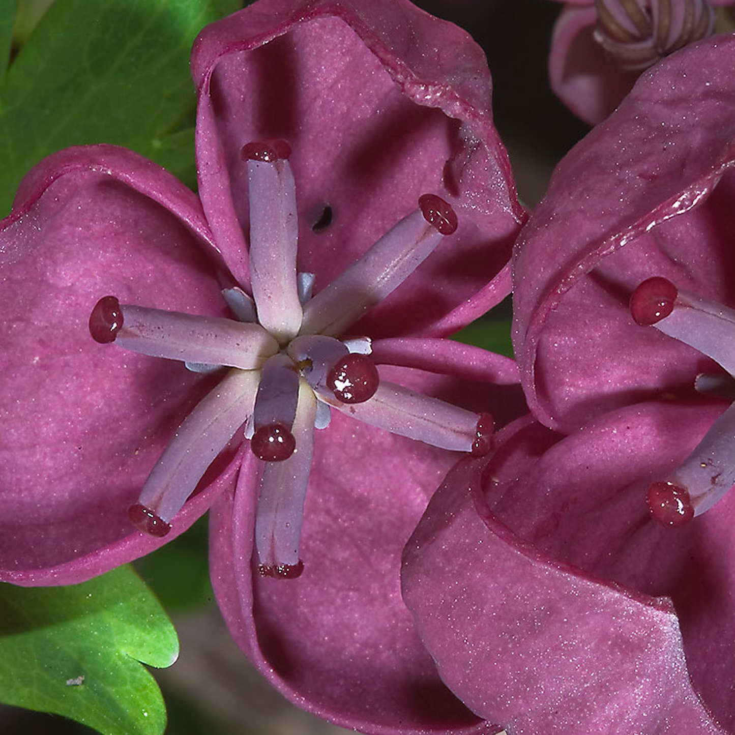 Akebia Quinata (9cm)