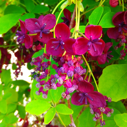 Akebia Quinata (9cm)