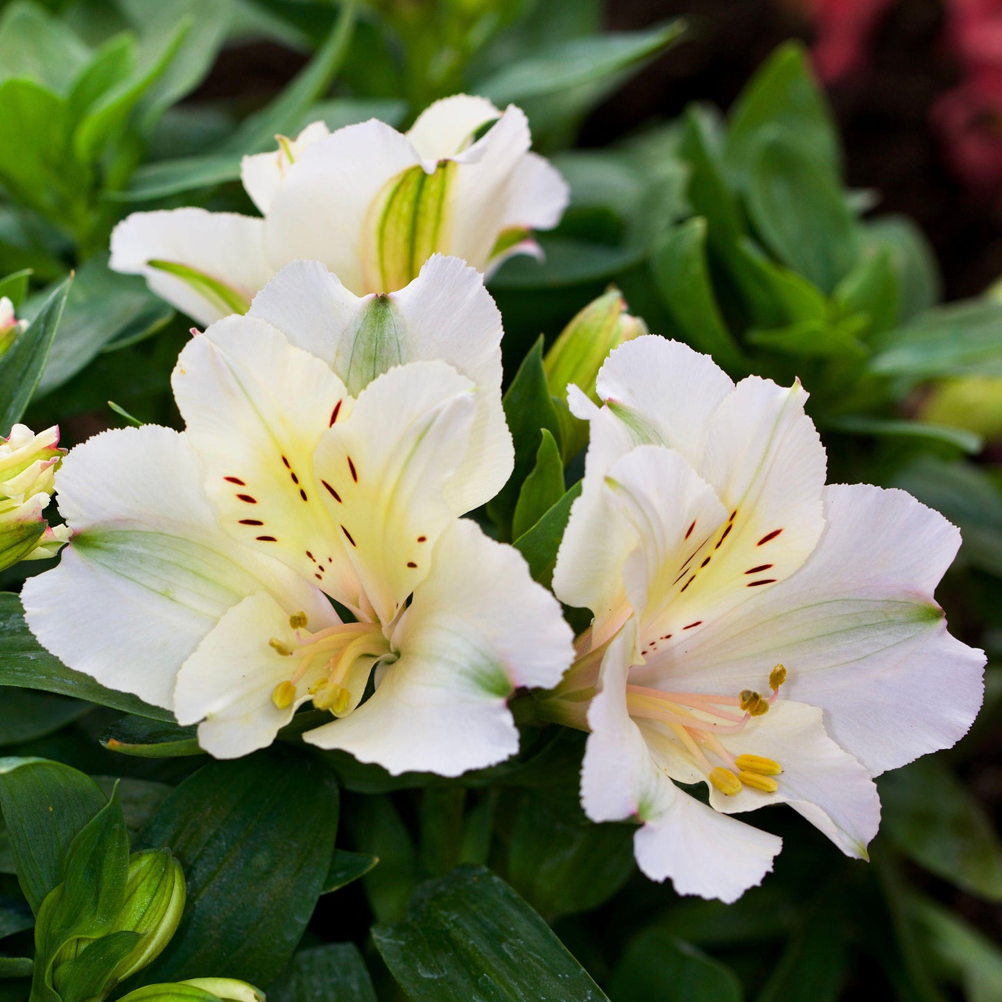 Alstroemeria Claire