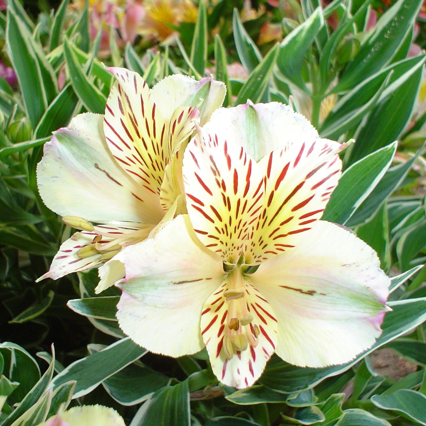 Alstroemeria Claire