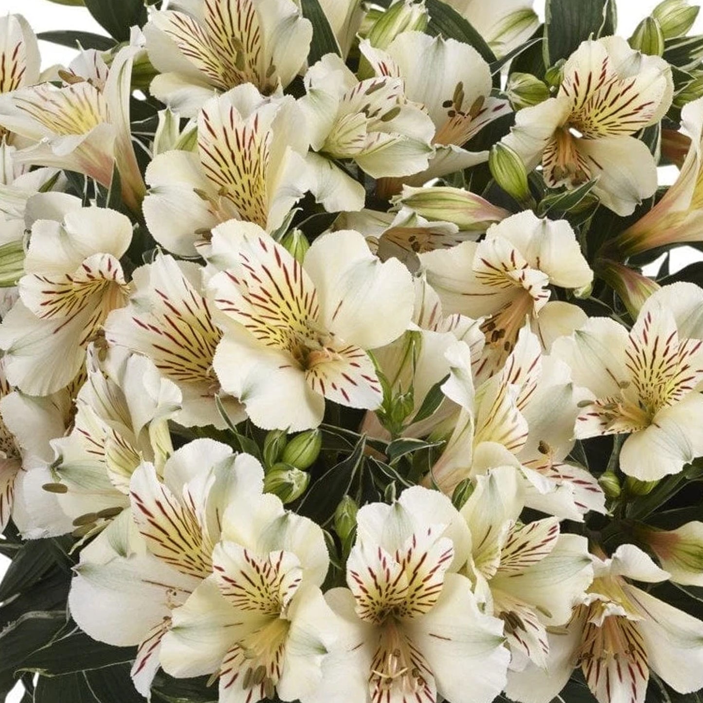 Alstroemeria Claire