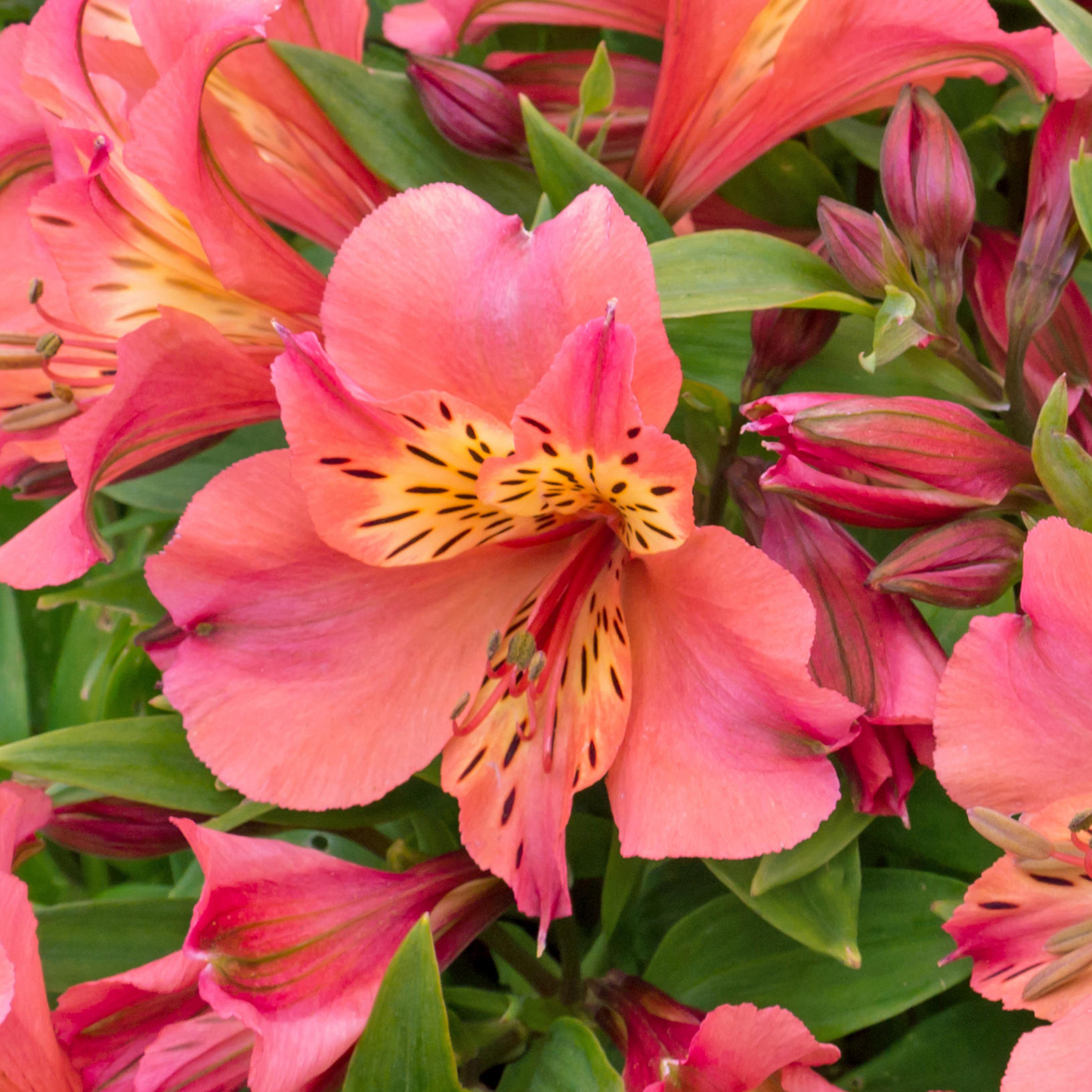 Alstroemeria Eliane Orange