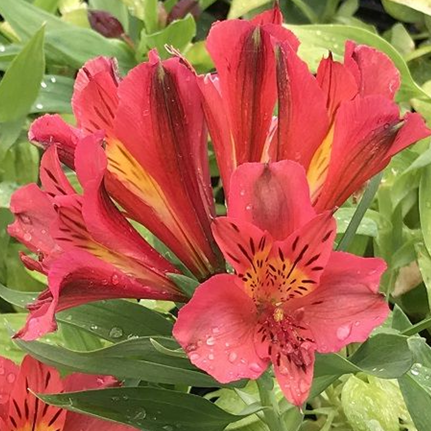 Alstroemeria Eliane Orange
