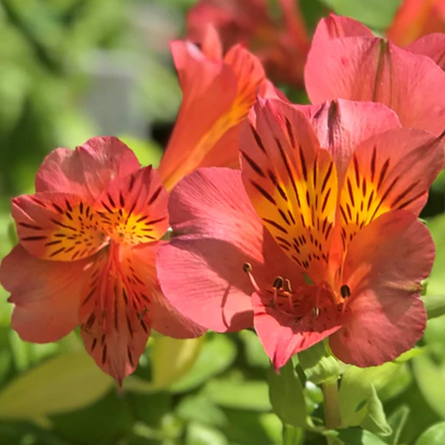 Alstroemeria Eliane Orange