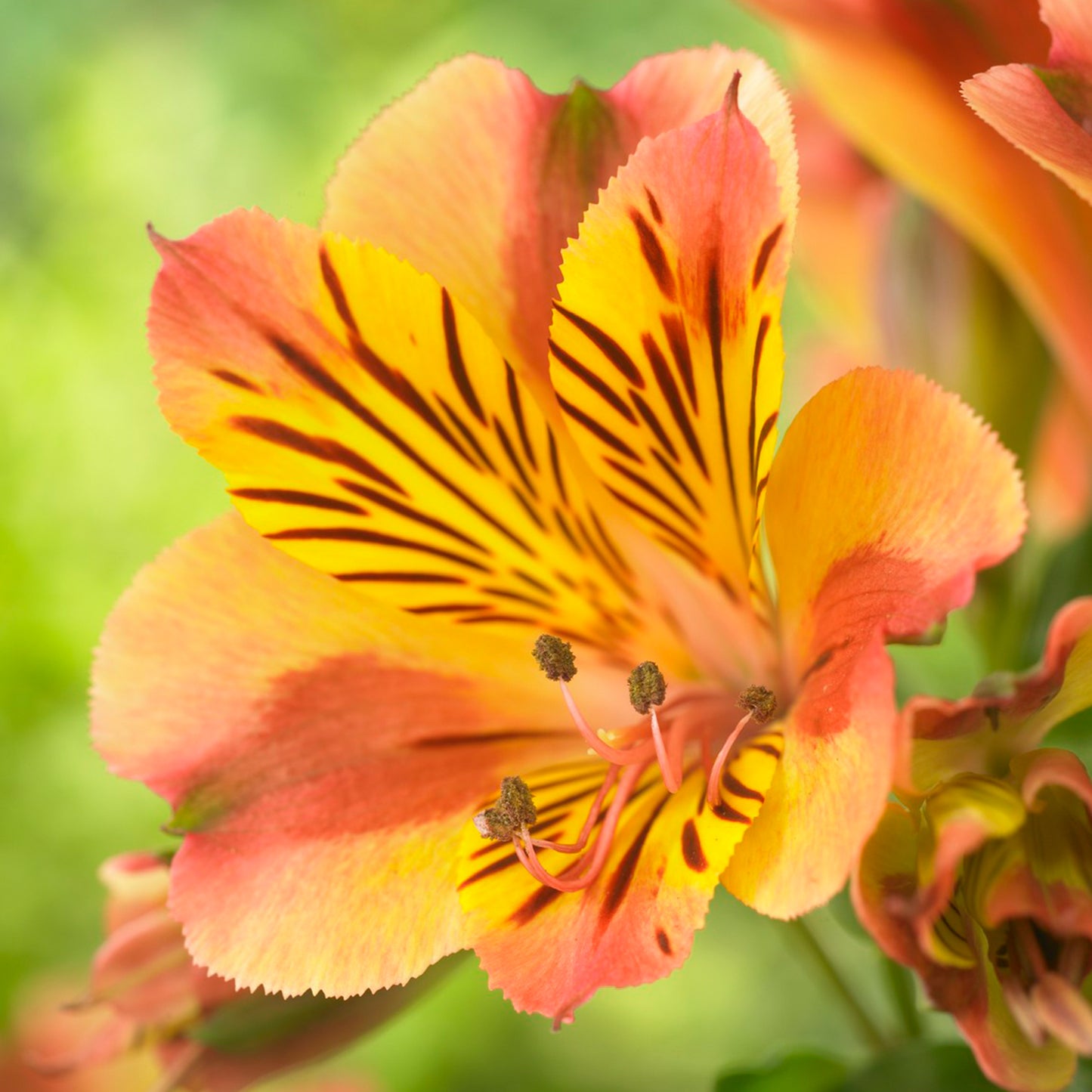 Alstroemeria Diana