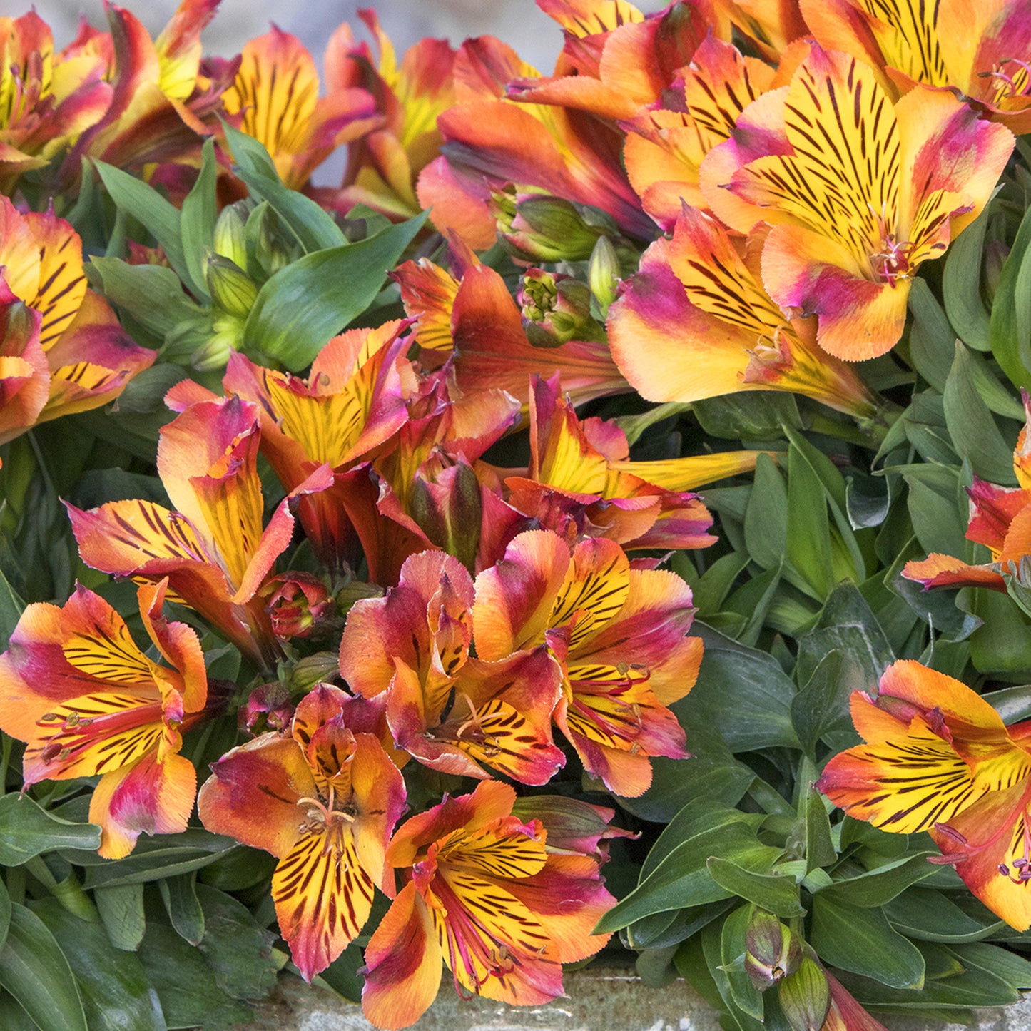 Alstroemeria Diana