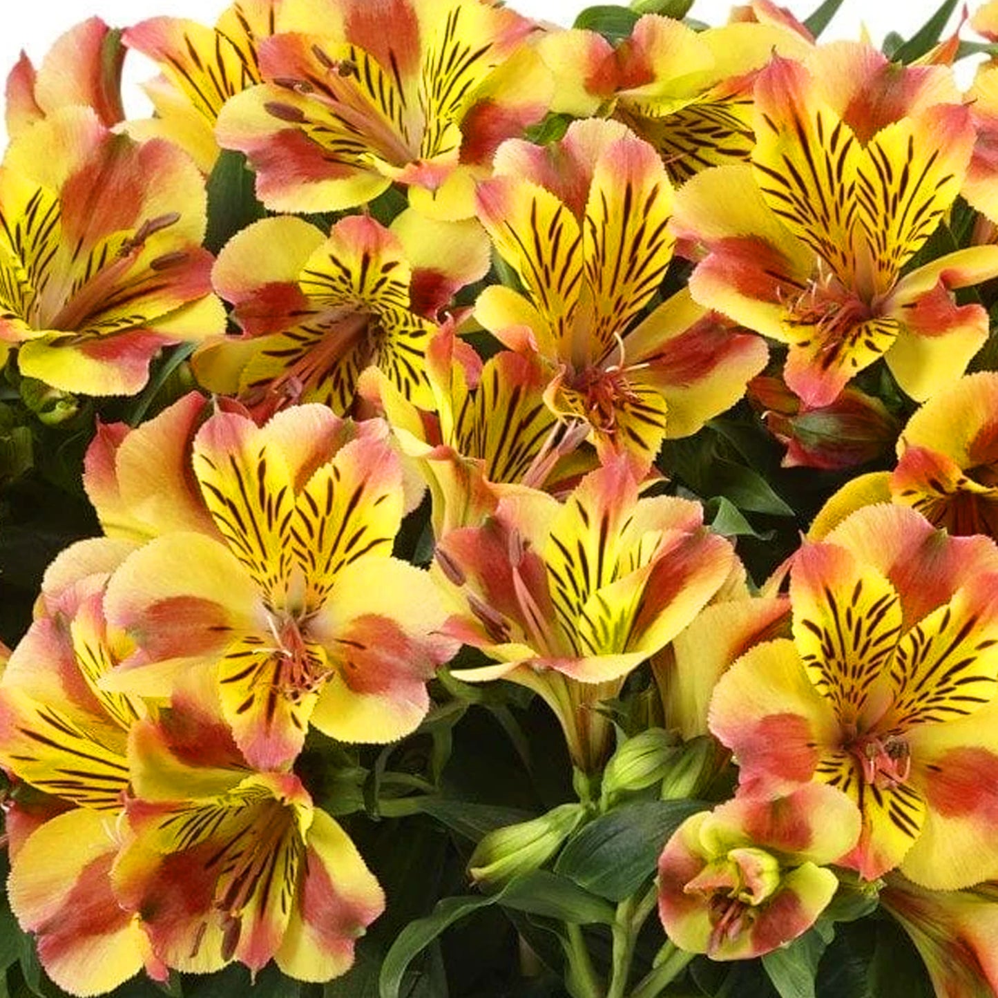 Alstroemeria Diana