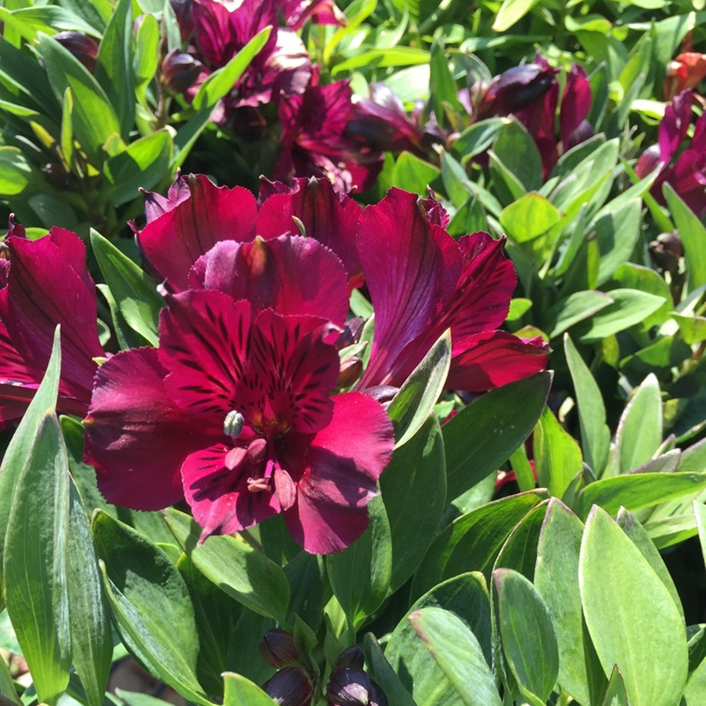 Alstroemeria Dark Purple