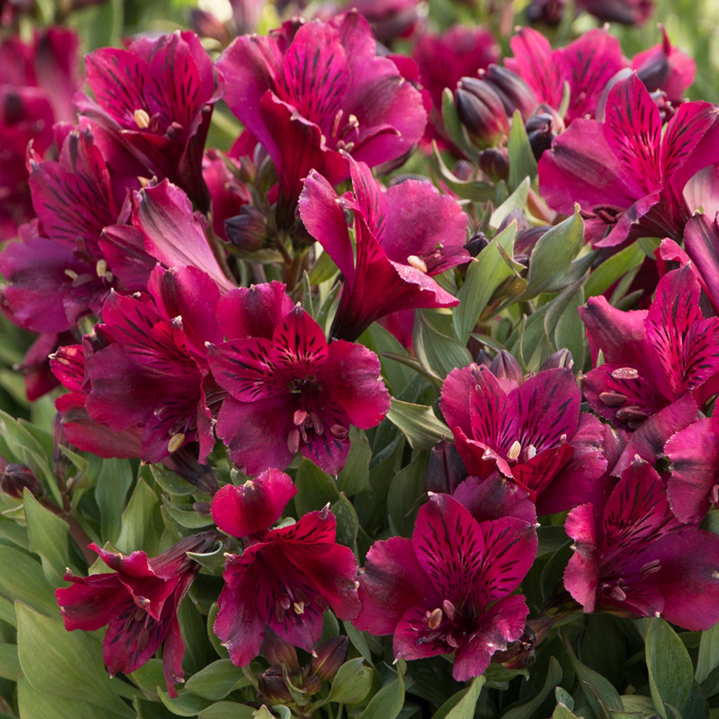 Alstroemeria Dark Purple