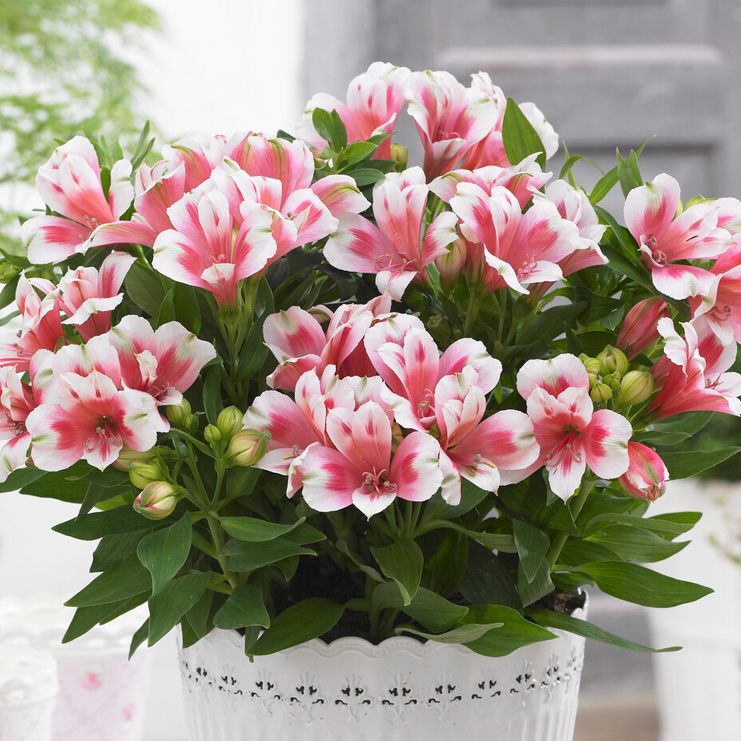 Alstroemeria Maya