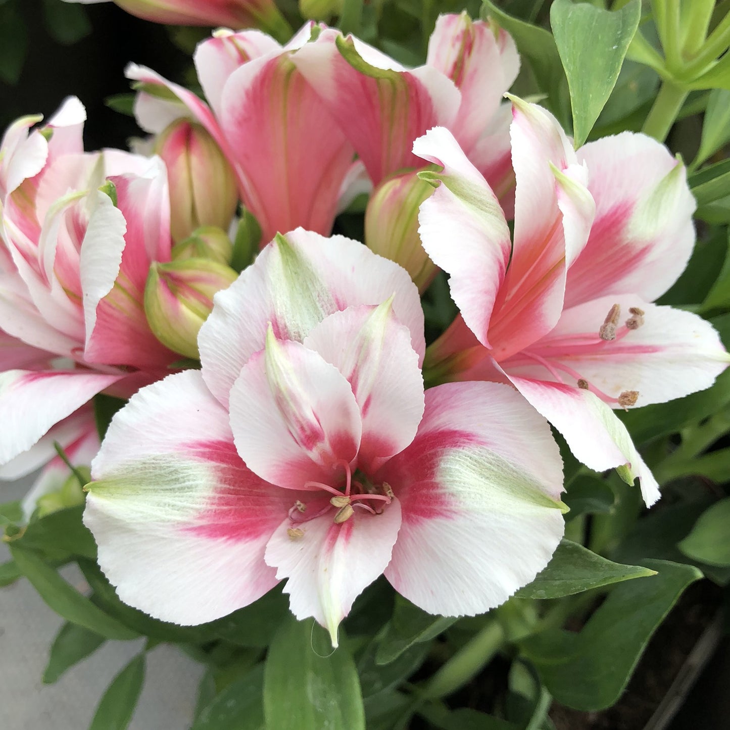 Alstroemeria Maya