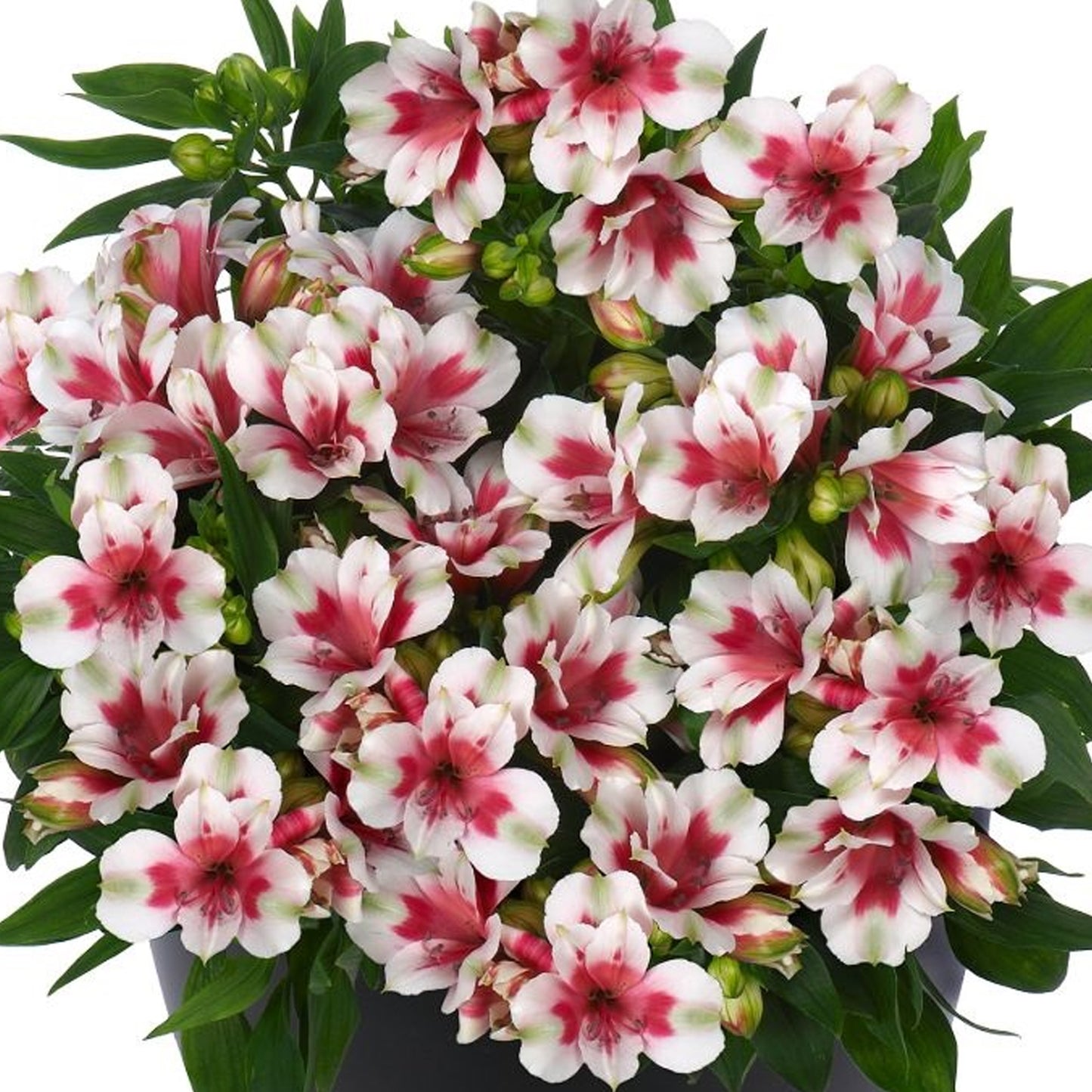 Alstroemeria Maya
