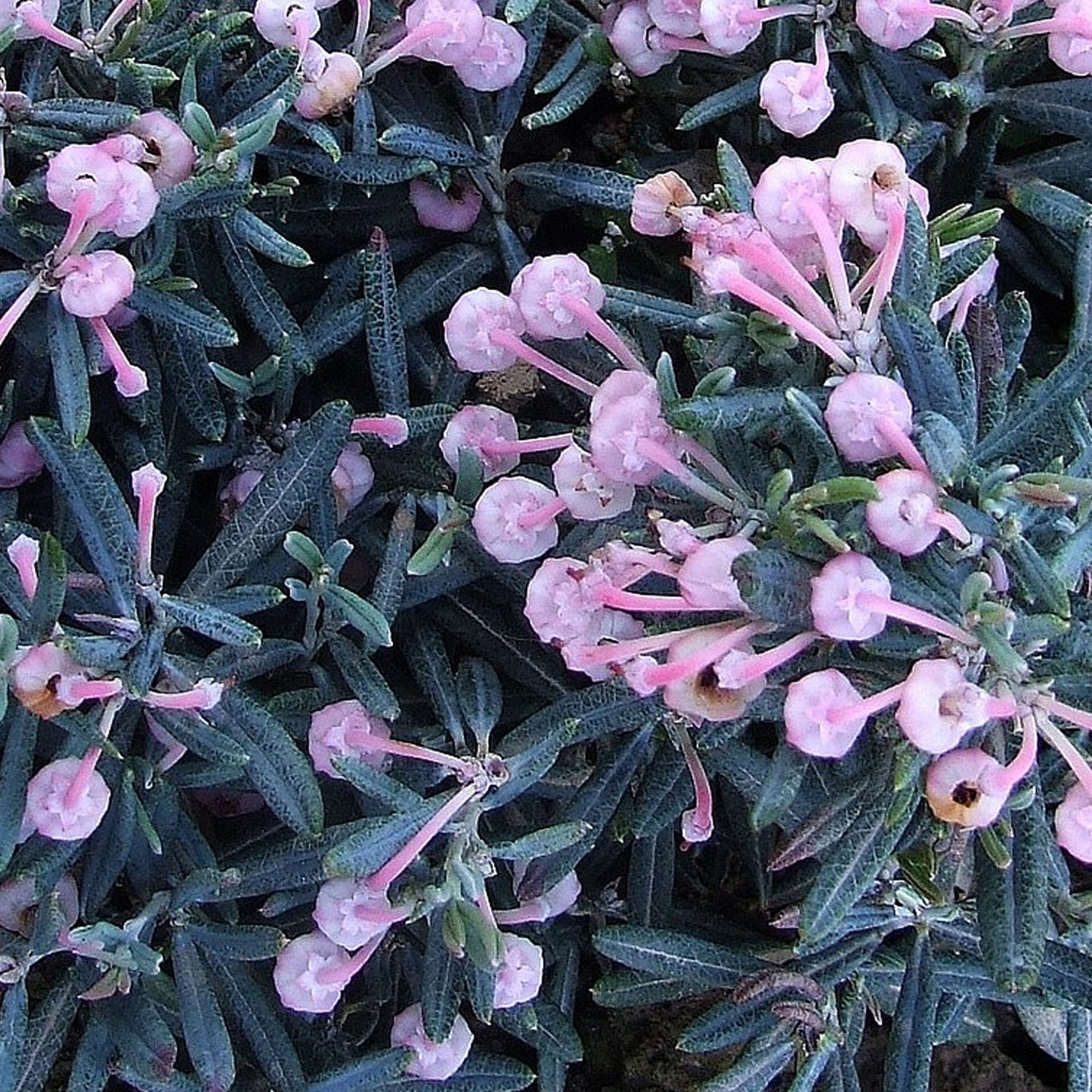 Andromeda Compacta (1L)