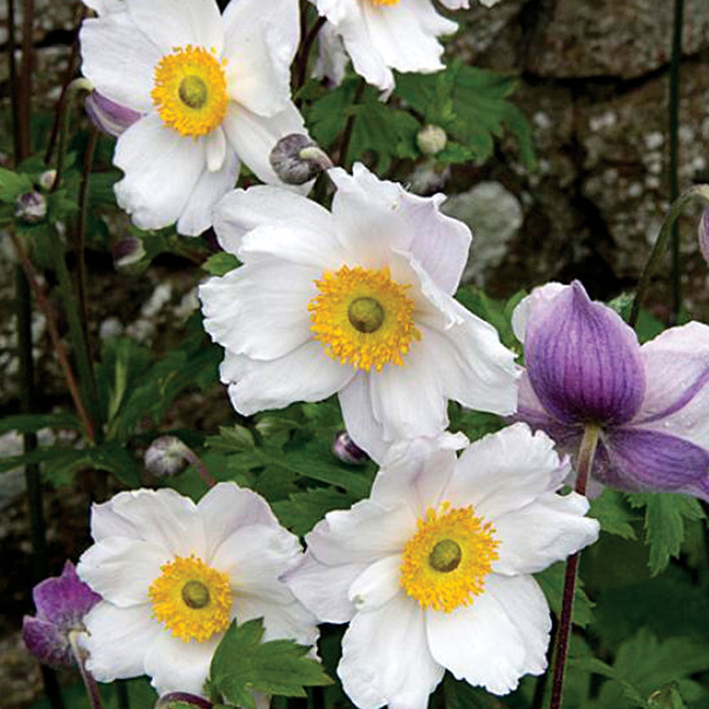Anemone Ruffled Swan