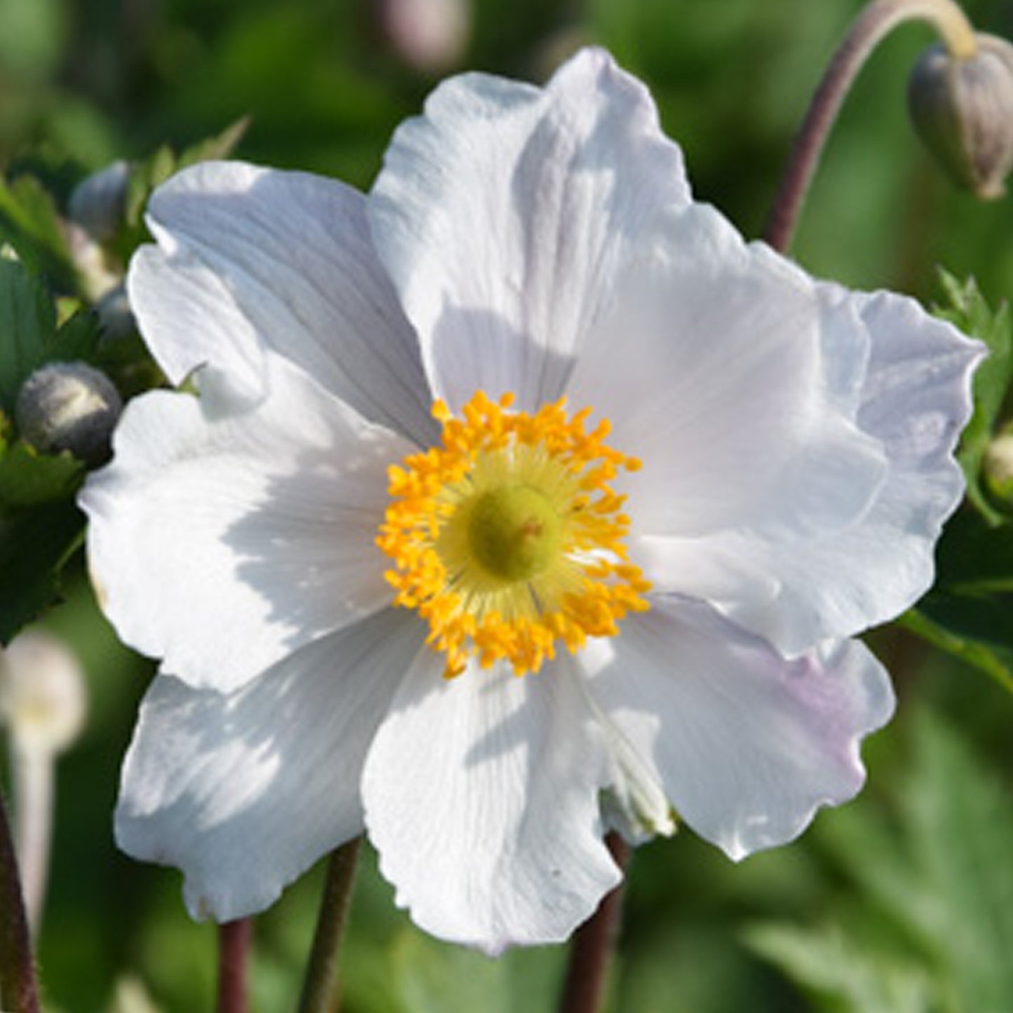 Anemone Ruffled Swan