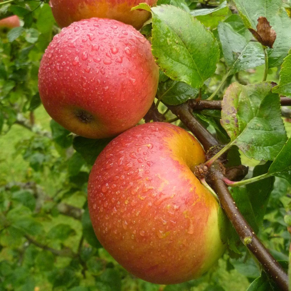 Apple Blenheim Orange (12L)
