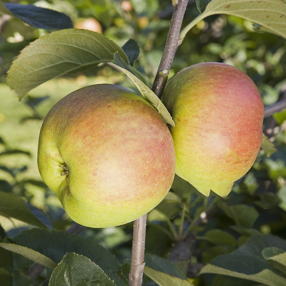 Apple Blenheim Orange (12L)
