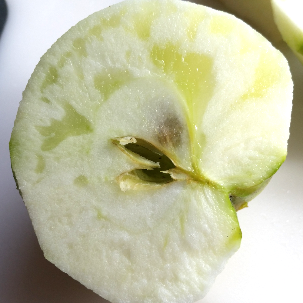 Apple Bountiful (12L, 4-5ft)
