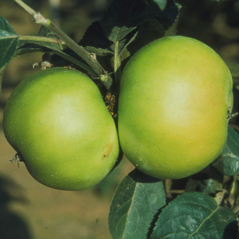 Apple Bountiful (12L, 4-5ft)