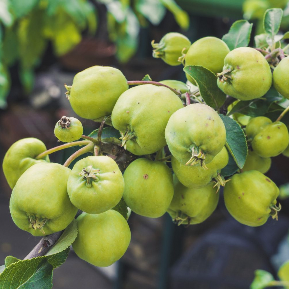 Apple Bountiful (12L, 4-5ft)