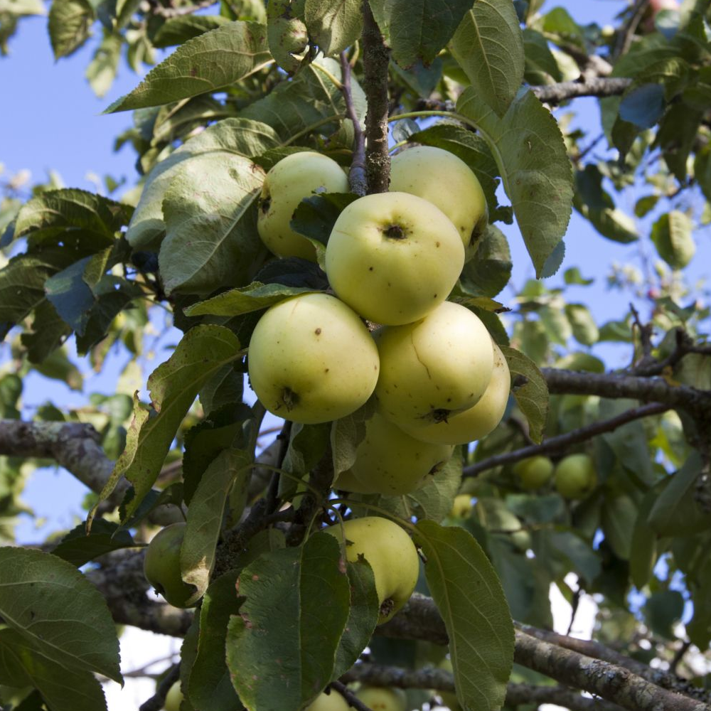 Apple Bountiful (12L, 4-5ft)