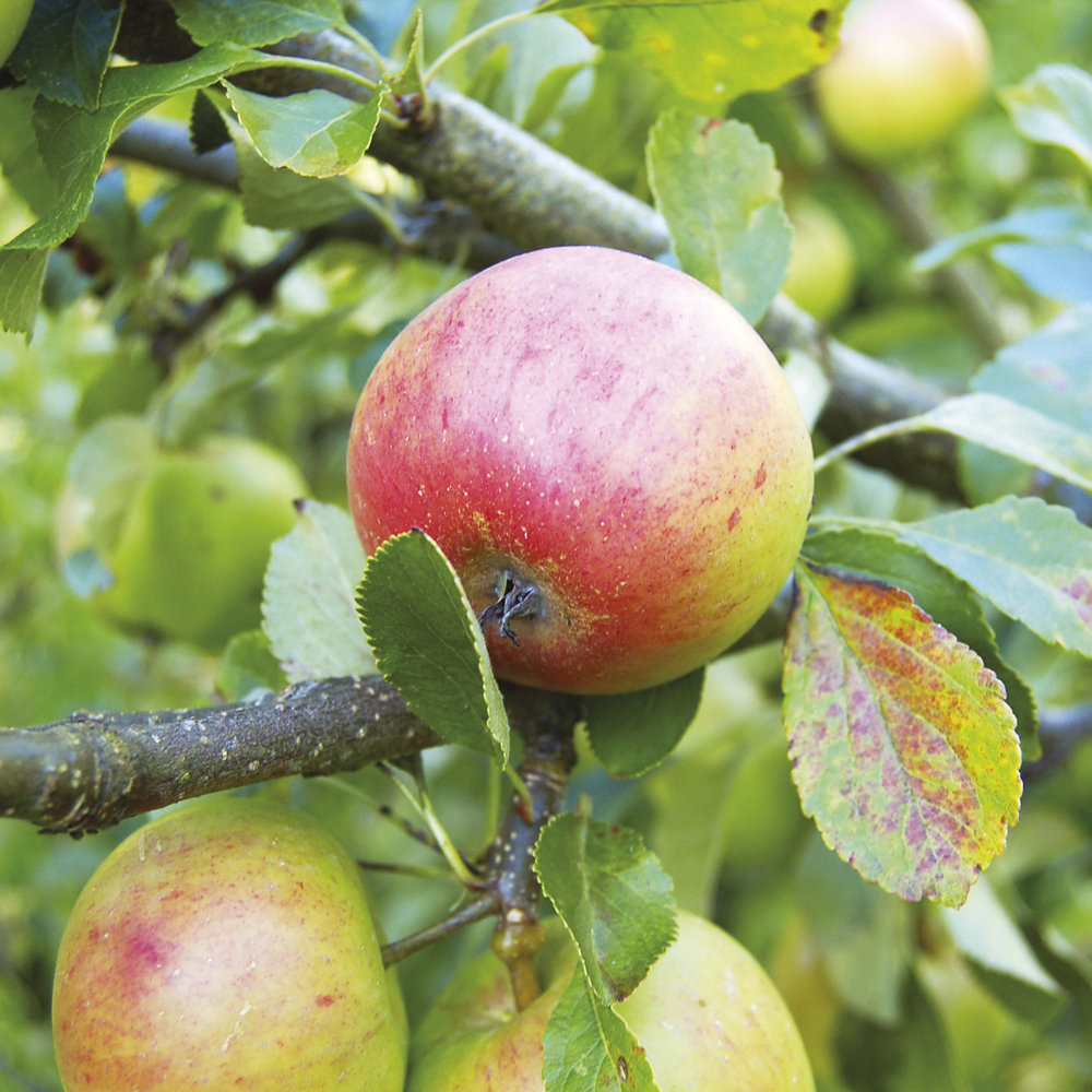 Apple Braeburn (12L, 4-5ft)