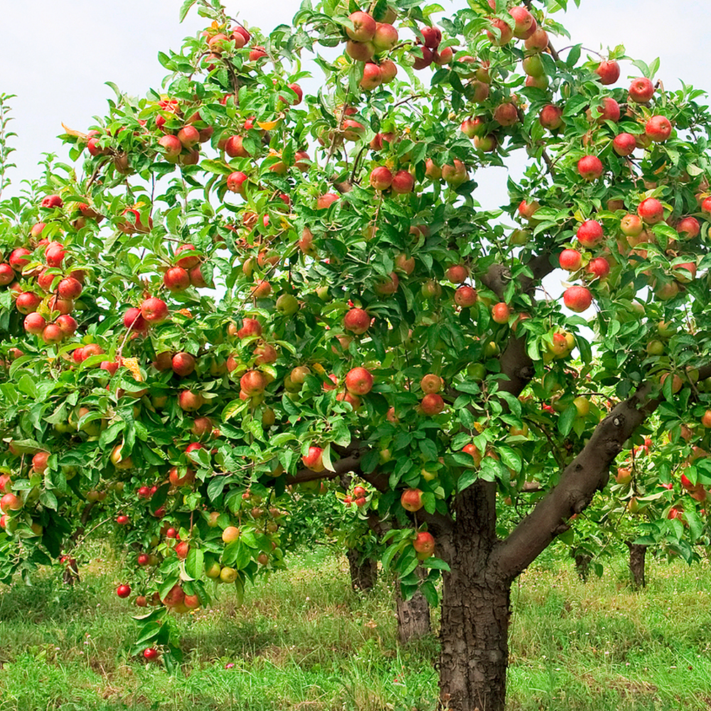 Apple Braeburn (12L, 4-5ft)