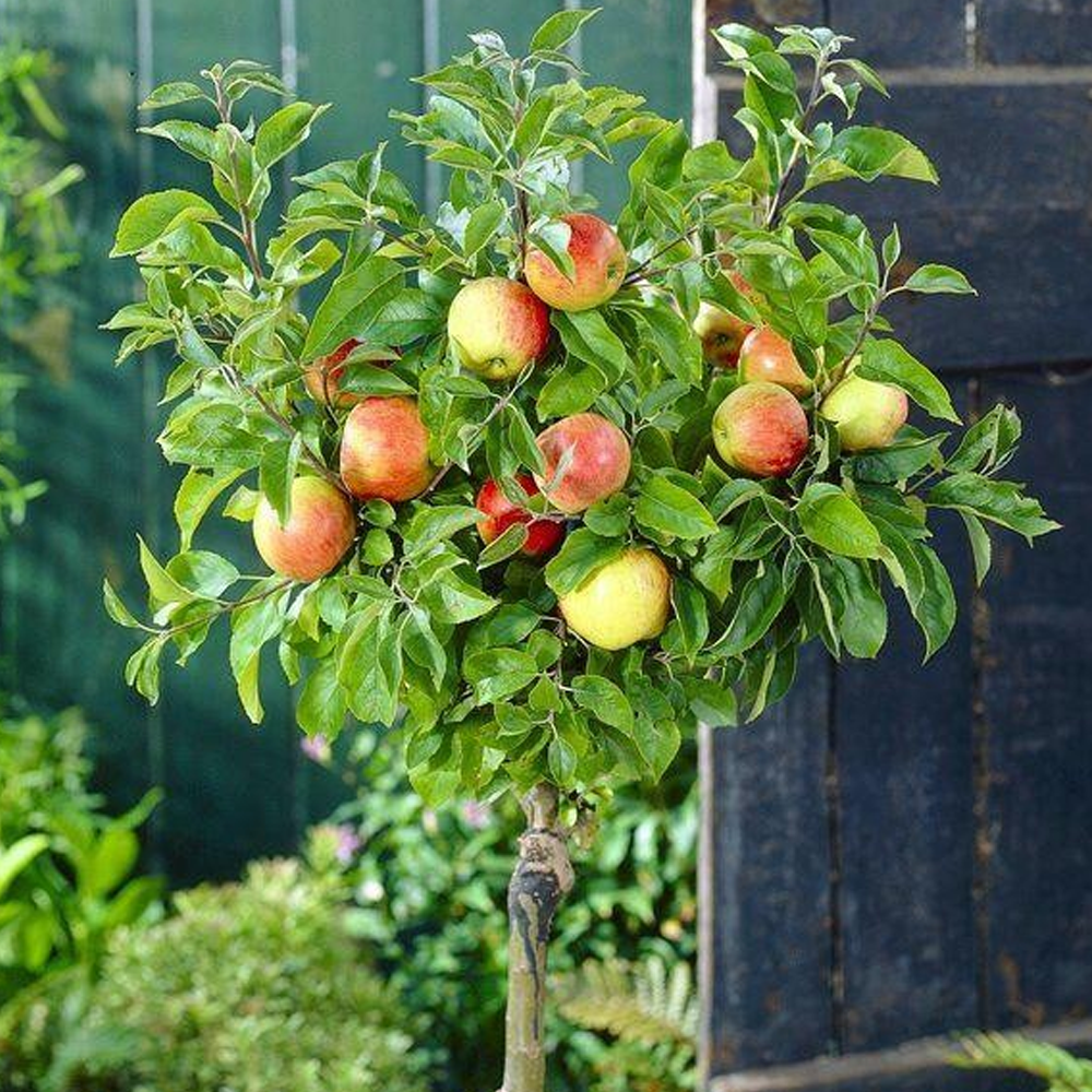 Apple Braeburn (12L, 4-5ft)
