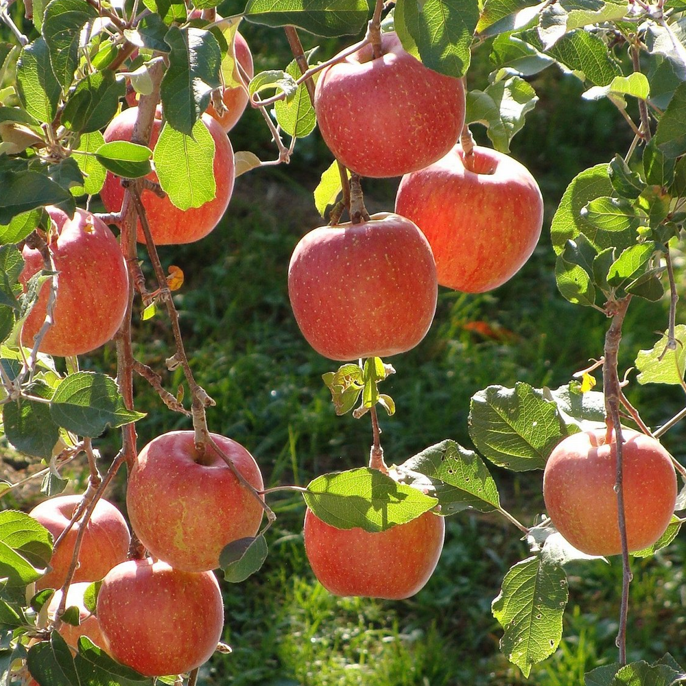 Apple Braeburn (12L, 4-5ft)
