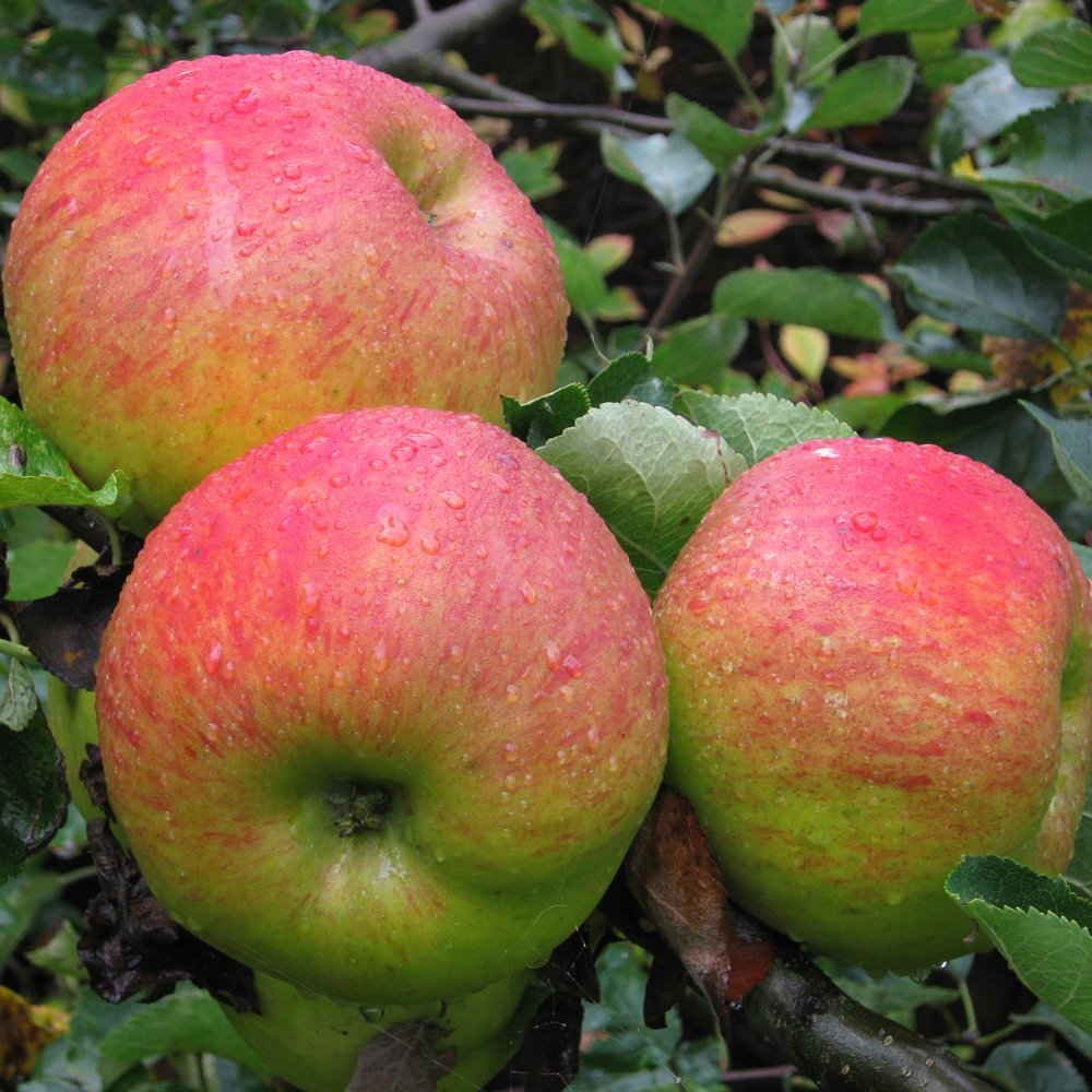 Apple Bramley Seedling (12L, 4-5ft)