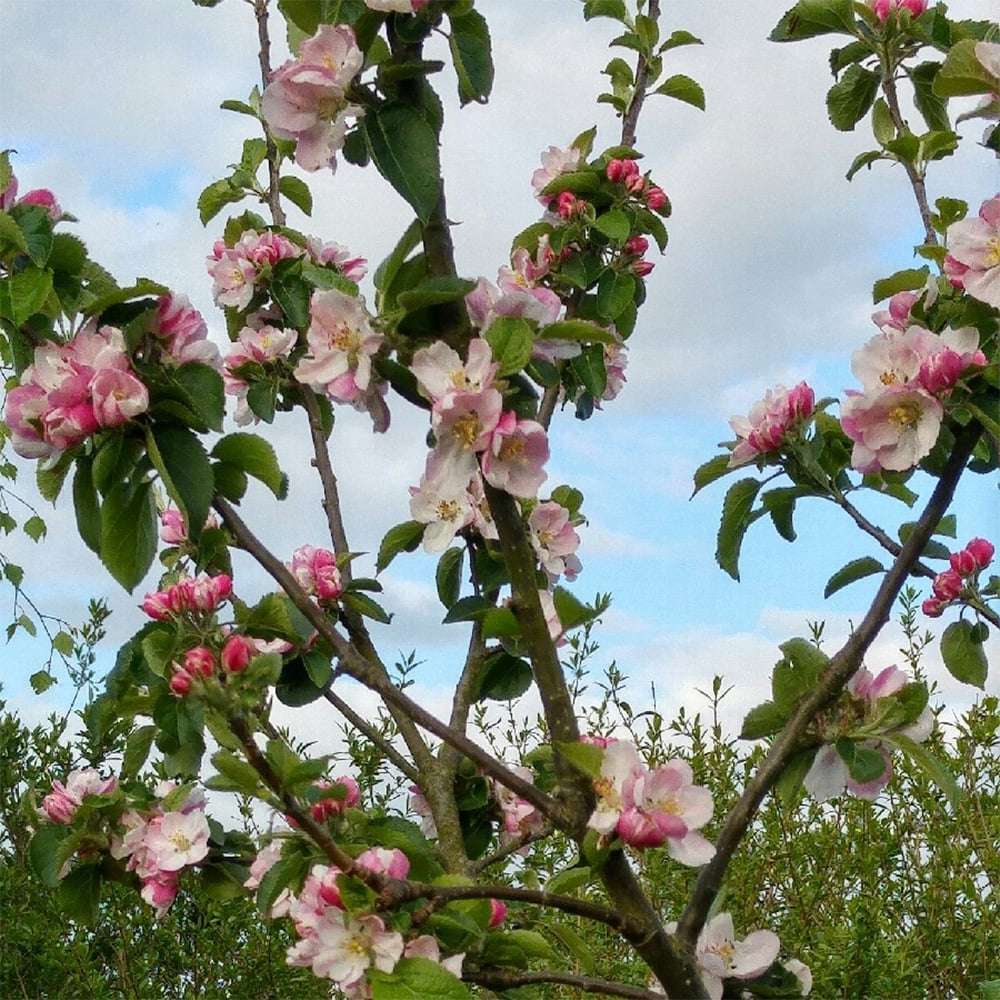 Apple Bramley Seedling (12L, 4-5ft)