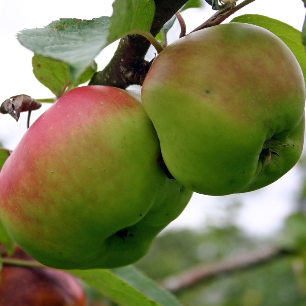 Apple Bramley Seedling (12L, 4-5ft)