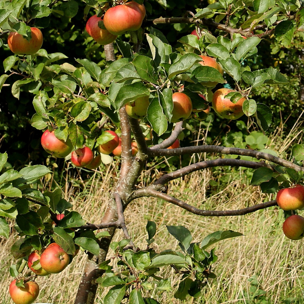 Apple Bramley Seedling (12L, 4-5ft)