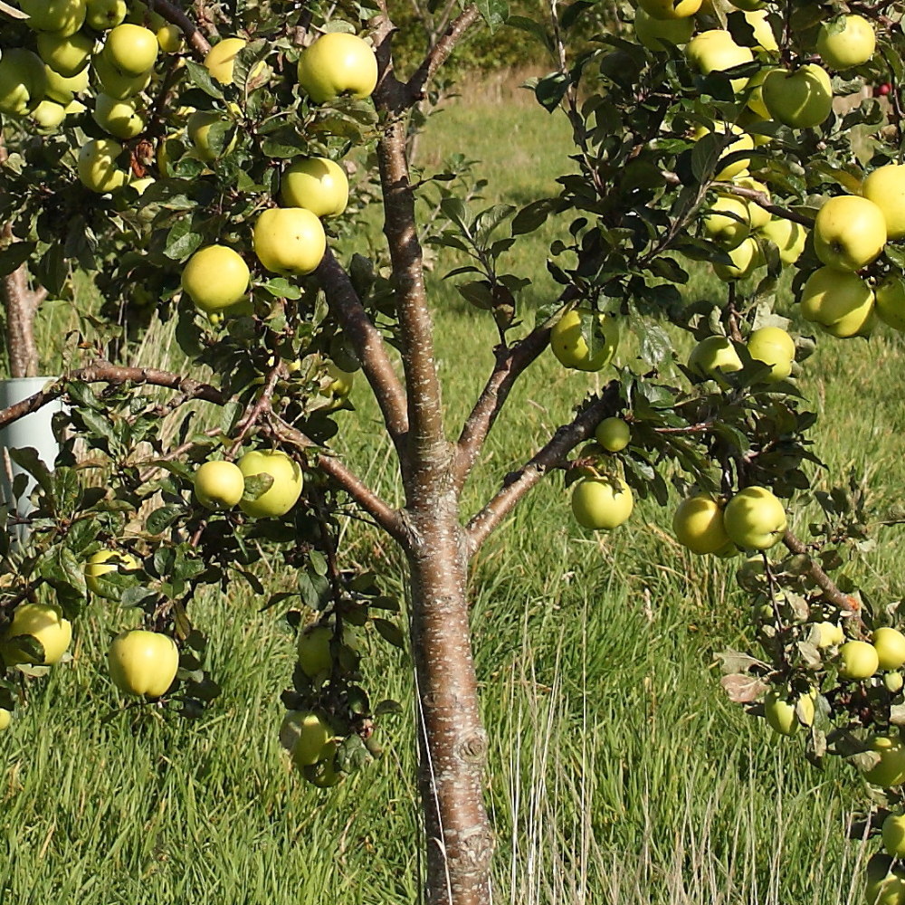 Apple Egremont Rusett (12L, 4-5ft)