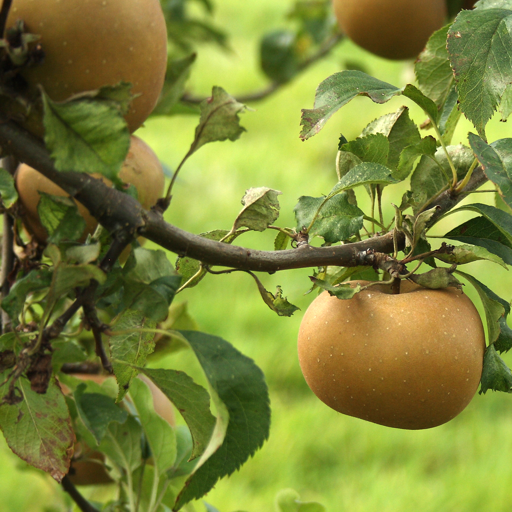 Apple Egremont Rusett (12L, 4-5ft)