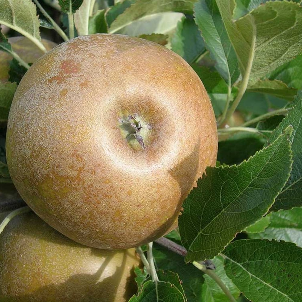 Apple Egremont Rusett (12L, 4-5ft)