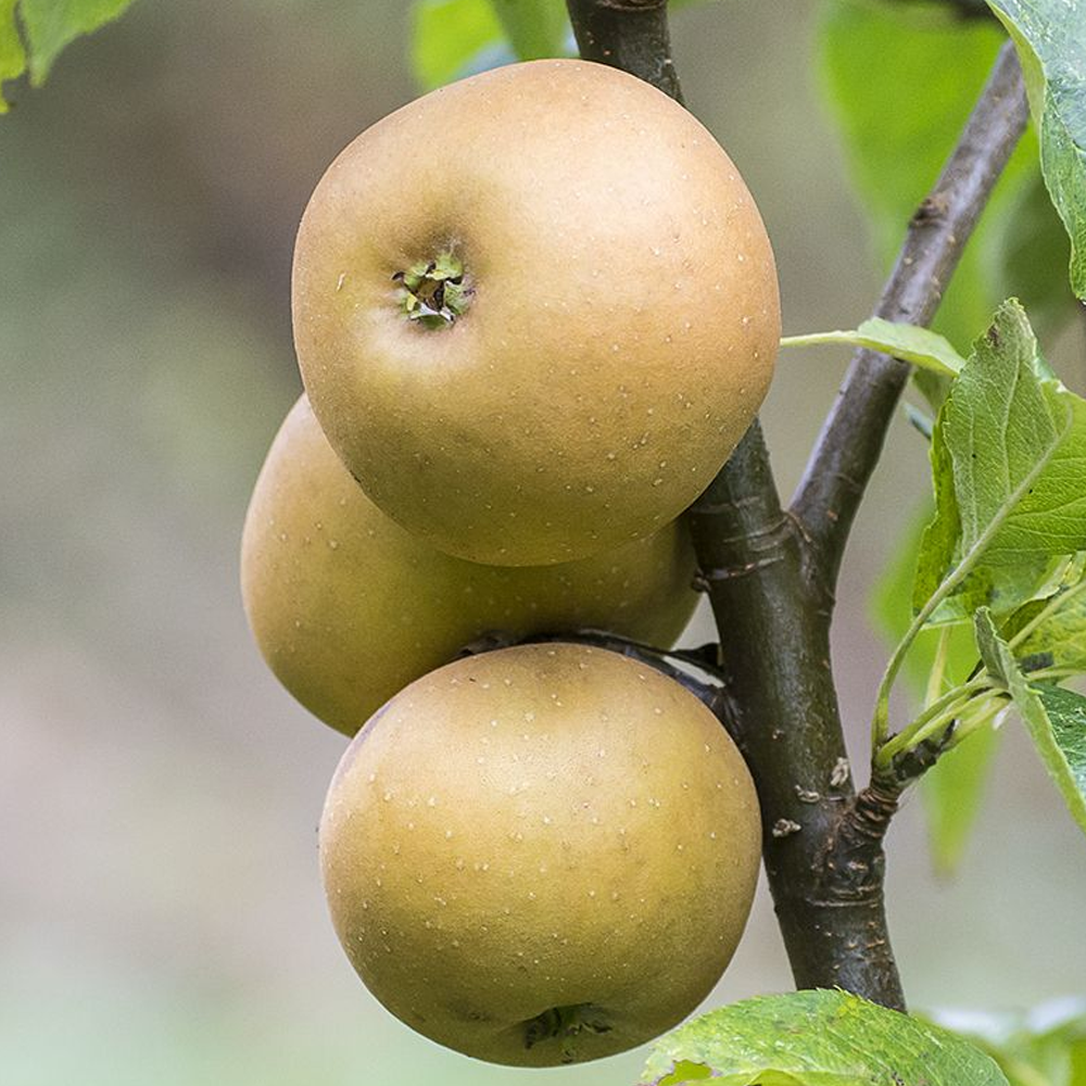 Apple Egremont Rusett (12L, 4-5ft)