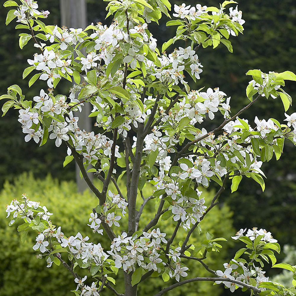 Apple Elisson's Orange (12L, 4-5ft)