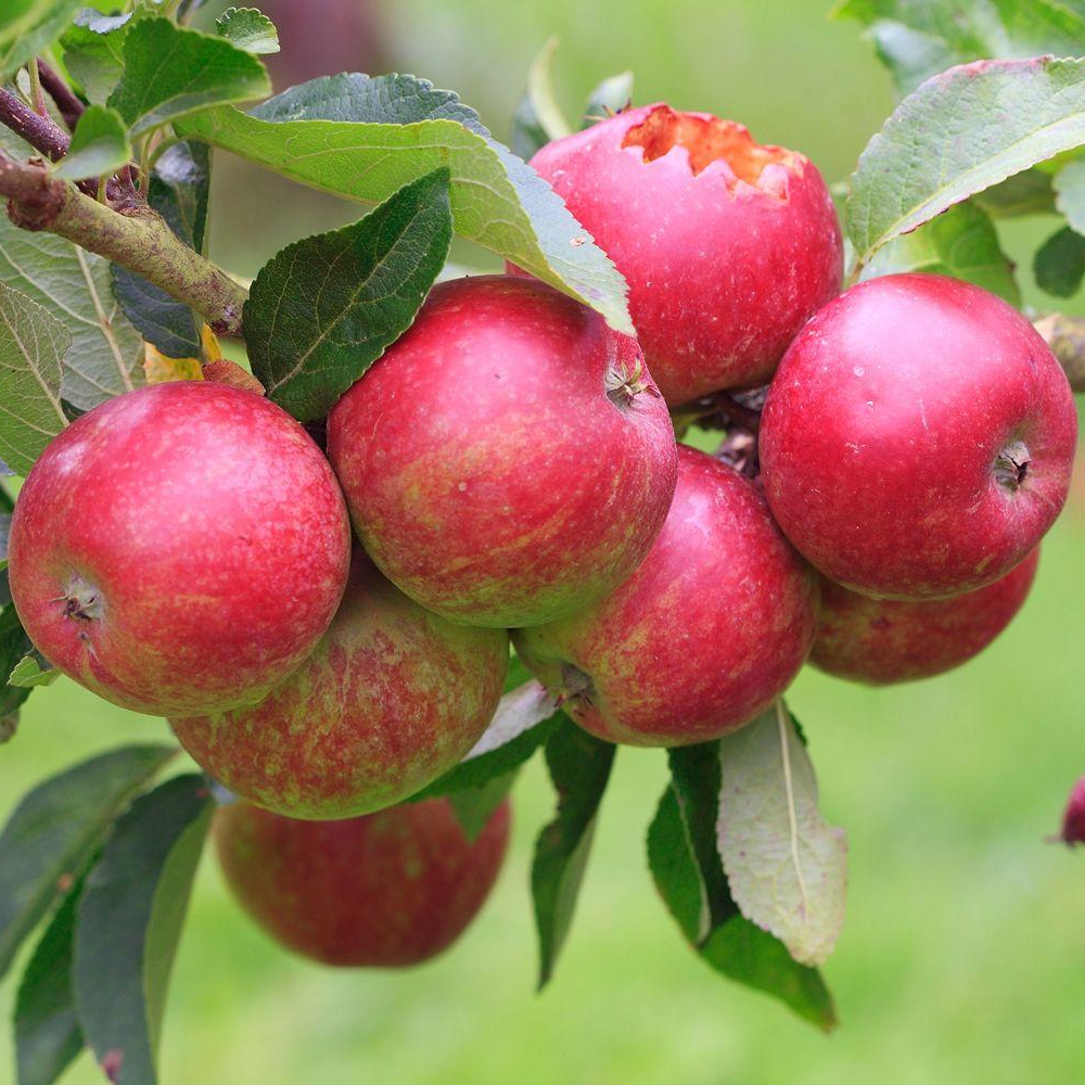 Apple Elisson's Orange (12L, 4-5ft)