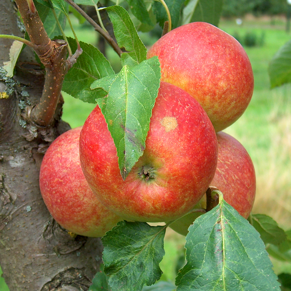 Apple Elisson's Orange (12L, 4-5ft)